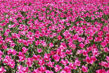 Bright, colored background with a bed of tulips. Backdrop for design. Pink flowers. Reduced view.の写真素材