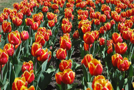 Bright, colored background with a bed of tulips. Backdrop for design. Bicolor orange and red flowers. Reduced view.の写真素材
