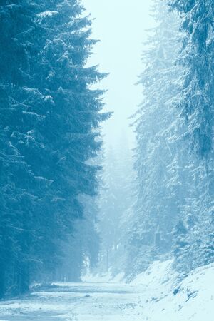Snow storm in the woods over a country road in the mountains