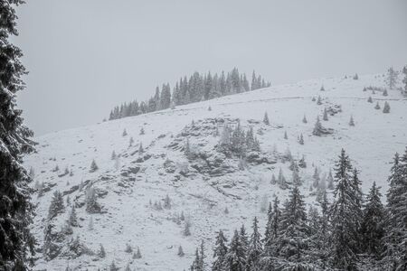 Group of fir trees in frozen mountain landscape covered in snowの写真素材