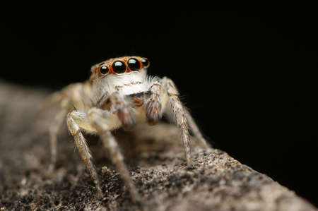 Close- up view of Jumping Spider