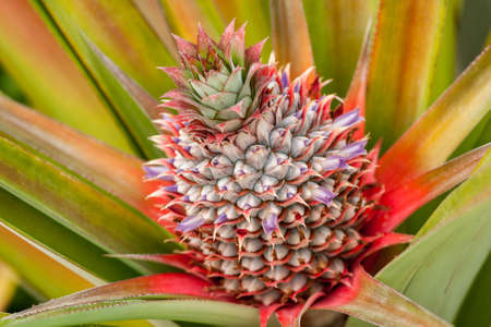 Red Pineapple Growing,Young beautiful pineapple crownの写真素材