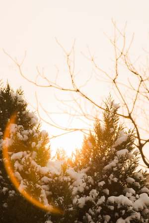 The warm winter sunの写真素材