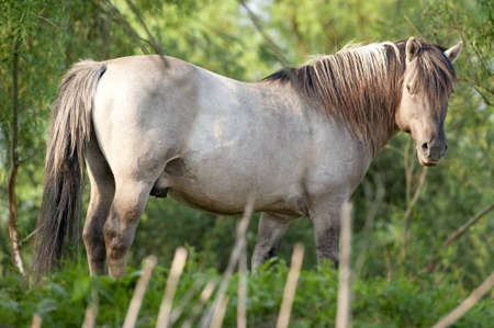 Wild stallion looks backの写真素材