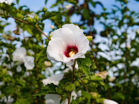 White flower of Hibiscus syriacusの写真素材