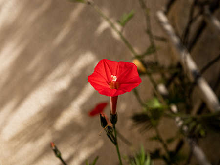 Red flowered Ipomea in a vegetable gardenの写真素材