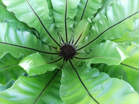 Green leaf