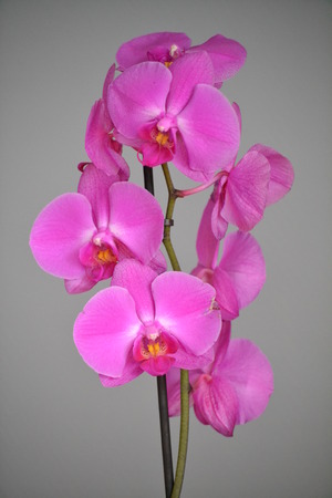 Orchidの写真素材