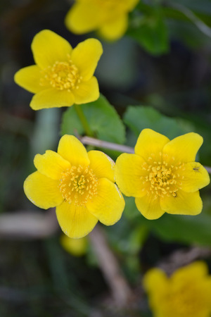 flowersの写真素材