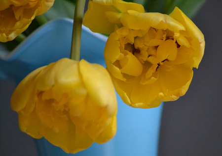 flowersの写真素材