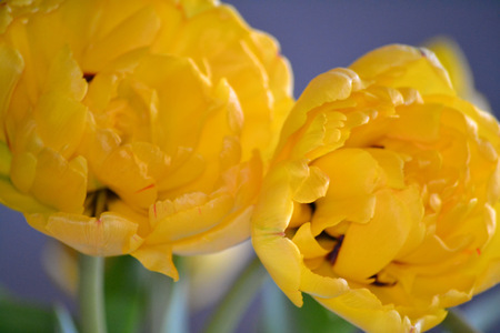 flowersの写真素材