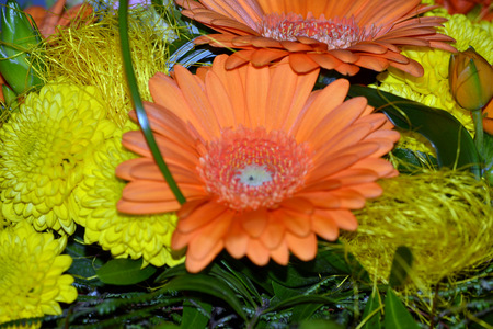 flowersの写真素材