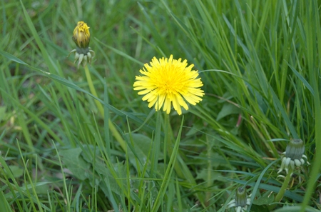 flowersの写真素材