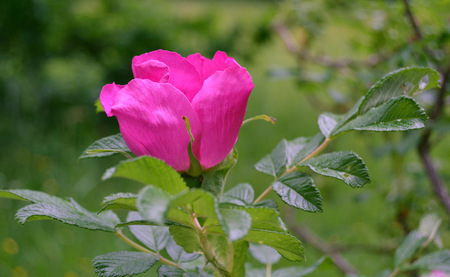 flowersの写真素材