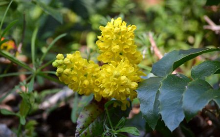 flowersの写真素材