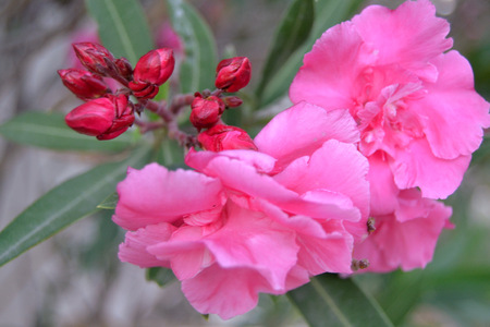 flowersの写真素材
