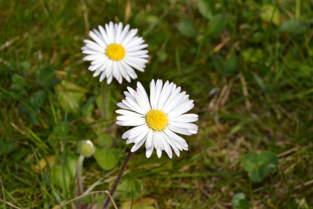 flowersの写真素材
