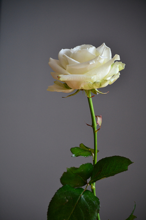 rosesの写真素材