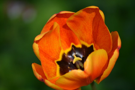 tulipsの写真素材