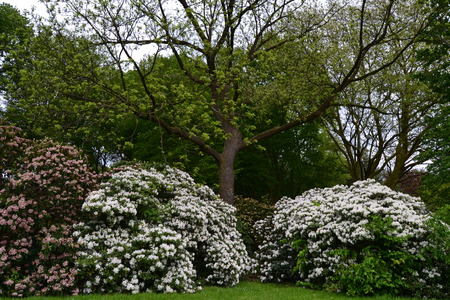 flowersの写真素材