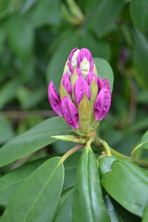rhododendronの写真素材