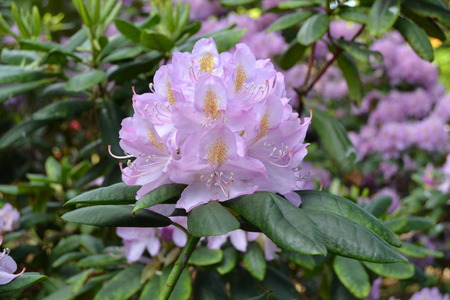 rhododendronの写真素材