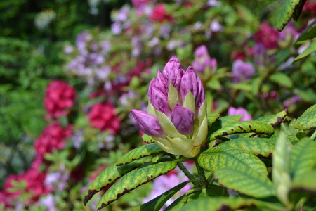 rhododendronの写真素材