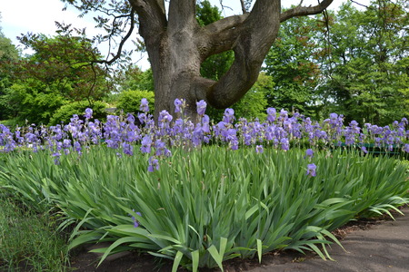 flowersの写真素材