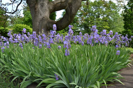 flowersの写真素材