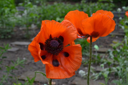 poppy redの写真素材
