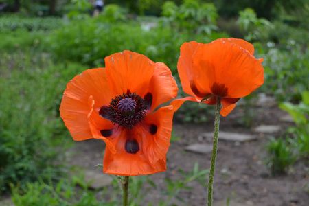 poppy redの写真素材