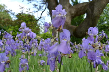 irisの写真素材