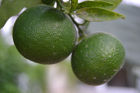 lemon  treeの写真素材
