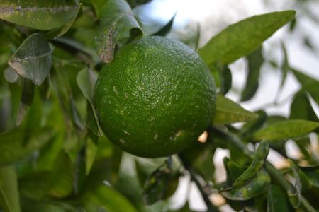 lemon, tree,の写真素材