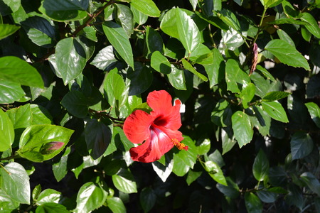 flowersの写真素材