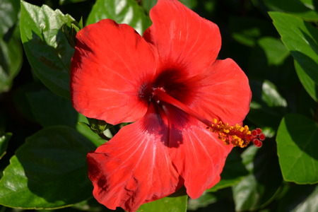 flowersの写真素材