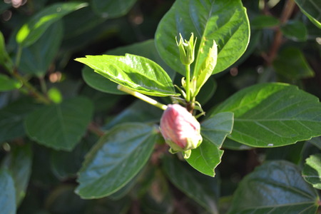 flower budの写真素材