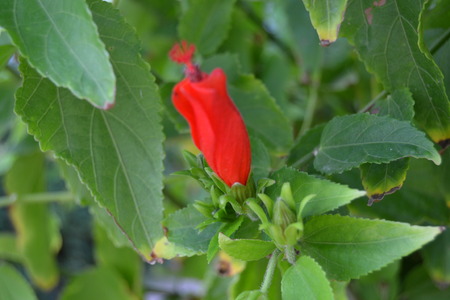 Hibiscus flower yet to bloomの写真素材