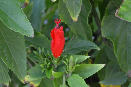 Hibiscus flower yet to bloomの写真素材
