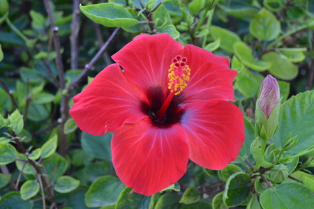 Red hibiscusの写真素材