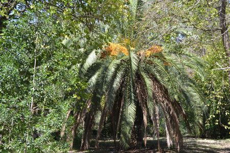Dates treeの写真素材