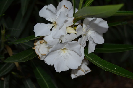 White flowersの写真素材