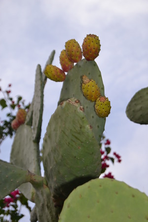 flowers,cactusの写真素材