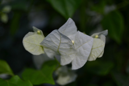 White bougainvilleaの写真素材
