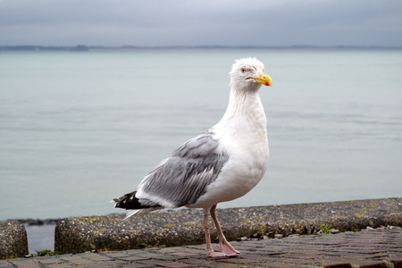 Great  seagullの写真素材