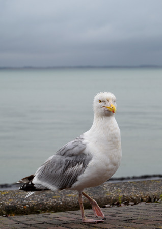 Great  seagullの写真素材