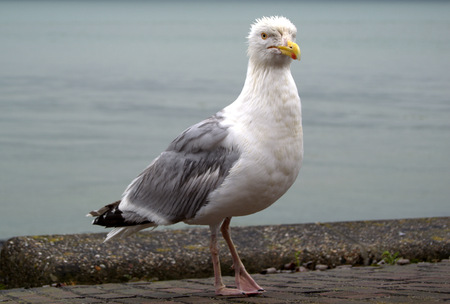 Great  seagullの写真素材
