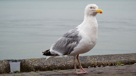 Great  seagullの写真素材