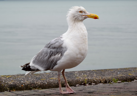 Great  seagullの写真素材