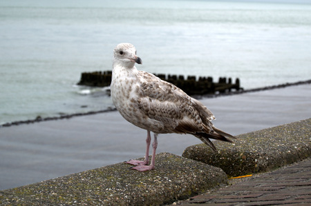 Great  seagullの写真素材